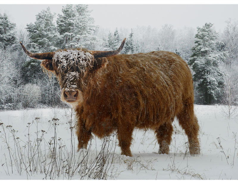 Call of the Wild Highland Cow Panel 32" x 44"