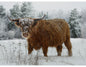 Call of the Wild Highland Cow Panel 32" x 44"