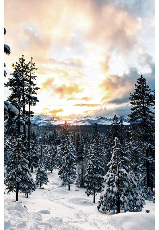 Call of the Wild Dawn Panel 29" x 44"